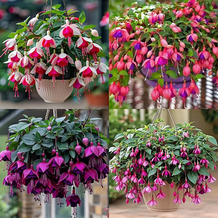 🌺Semillas de fucsia - Flor de linterna-ES