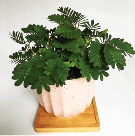 PISANA SEMENA MIMOZE-SI