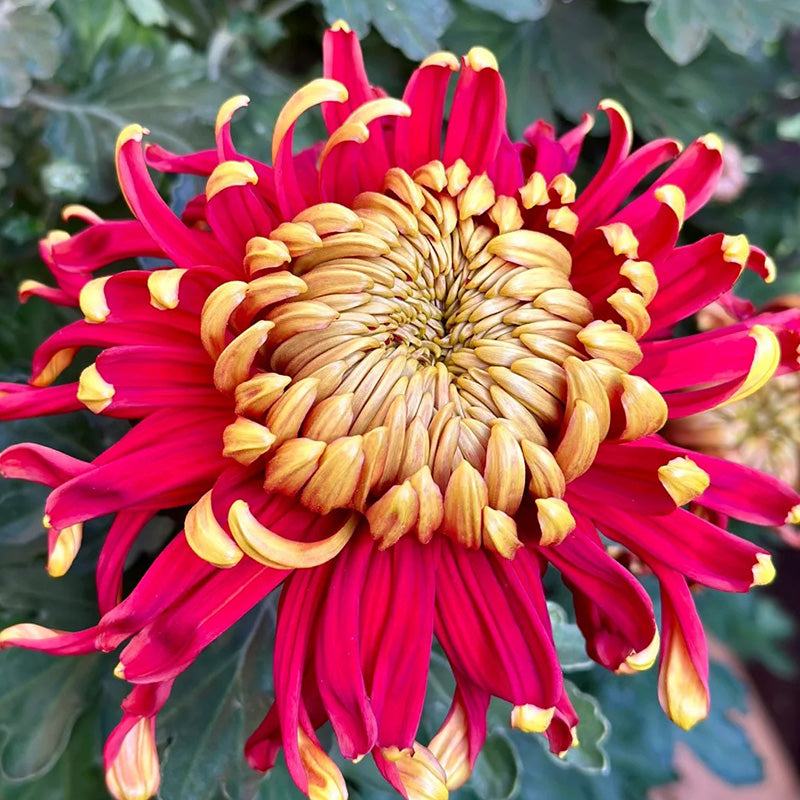 🌺Άνθος Κομψότητας🌼Σπόροι Γιγάντιου Χρυσάνθεμου-GR