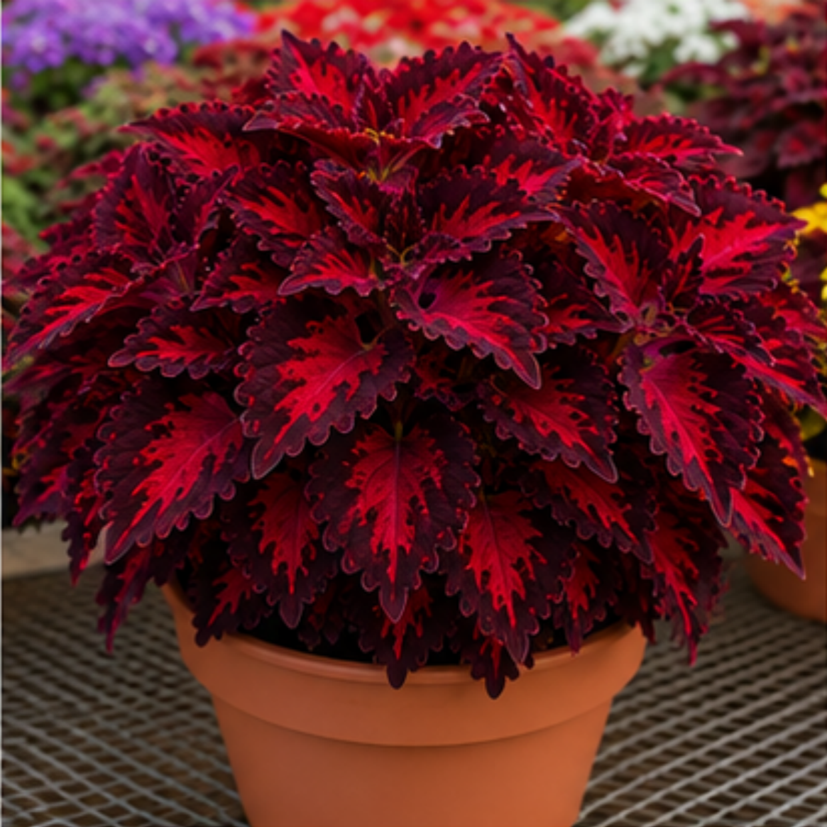 🌿Βολβοί Coleus🌷 – Γεμίστε τον κήπο σας με χρώμα🌈-GR