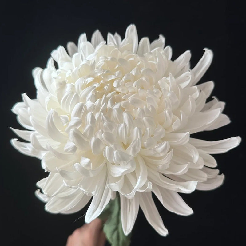 🌺Άνθος Κομψότητας🌼Σπόροι Γιγάντιου Χρυσάνθεμου-GR