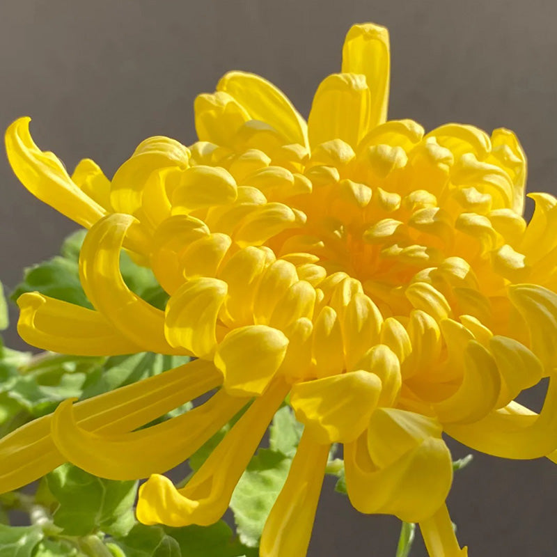 🌺Άνθος Κομψότητας🌼Σπόροι Γιγάντιου Χρυσάνθεμου-GR