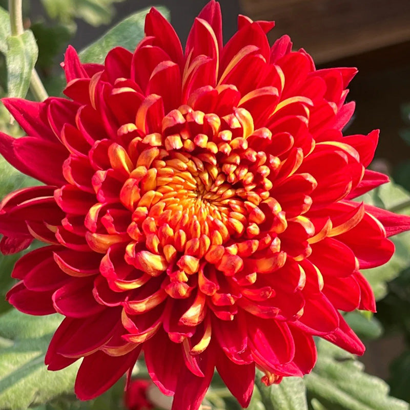 🌺Άνθος Κομψότητας🌼Σπόροι Γιγάντιου Χρυσάνθεμου-GR