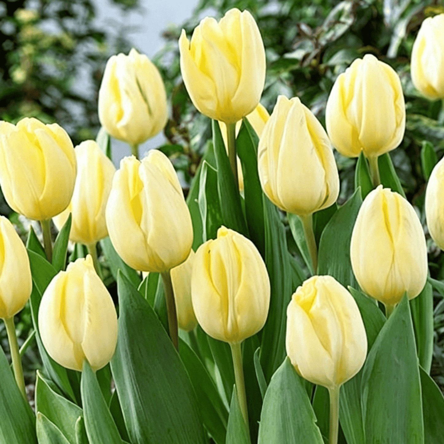 🌷Rijetko sjeme tulipana – šareni proljetni cvjetovi za lonce, obrube i vrtove-HR