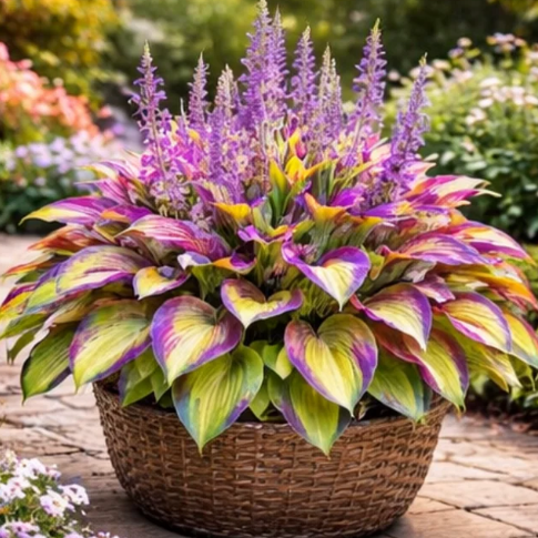 🌈 Βολβοί Hosta 🌿 Πολύχρωμοι, εύκολοι στην καλλιέργεια, θα φωτίσουν κάθε χώρο 🪴-GR