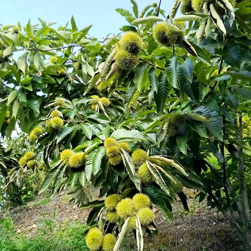 Semillas de castaño de Indias enano: frutos secos dulces y aromáticos-ES