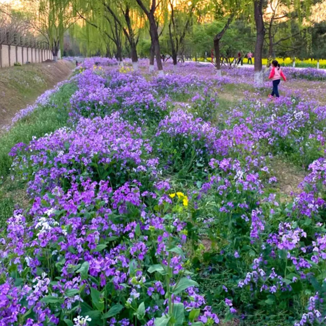 💜Vasario orchidėjų sėklos | „Infinity Purple Sea“-LT