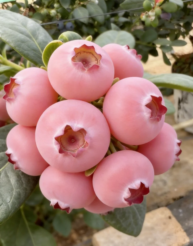 Semillas de arándano Pink Bliss – Doble dulzura-ES