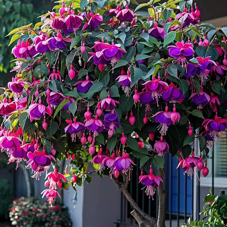 🌺Semillas de fucsia - Flor de linterna-ES