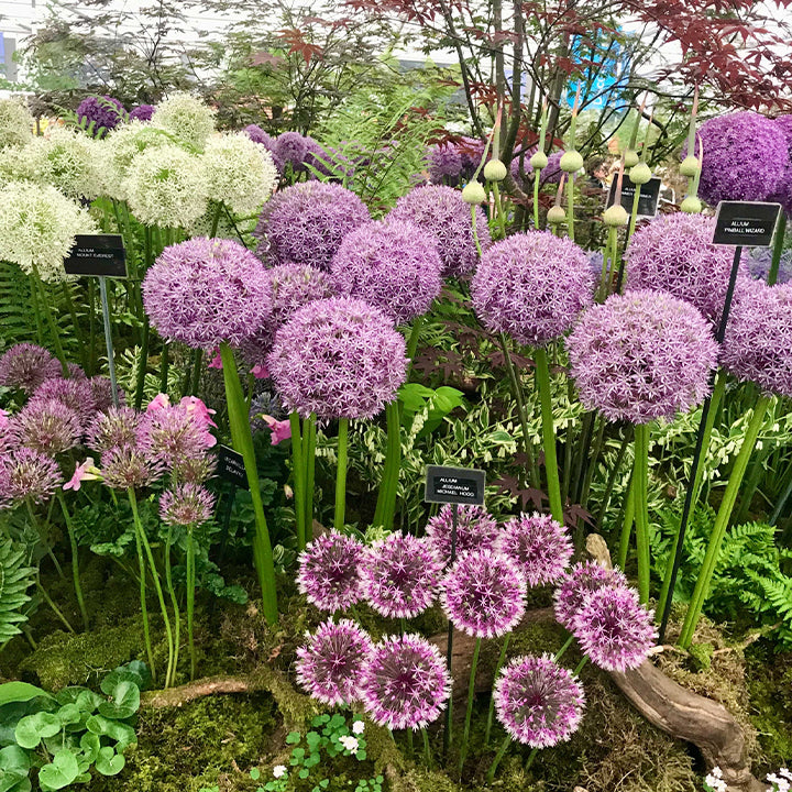 Okrasni cvet čebule (Allium Giganteum)-SI