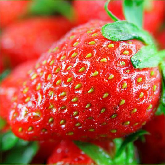 Semillas de fresa que producen todo el año-ES