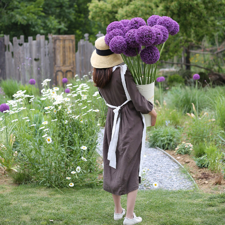 Okrasni cvet čebule (Allium Giganteum)-SI