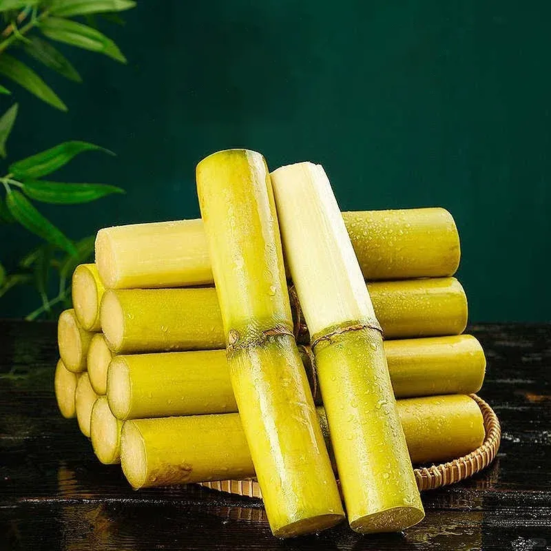 Semillas de caña de azúcar de alto rendimiento: fáciles de cultivar y sobrevivir, perfectas para plantar frutas en casa.-ES