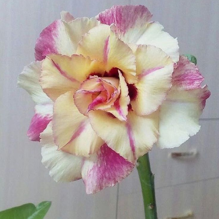 🎁Lukovice pustinjske ruže🌵Vrlo jednostavne za njegu! 🌸Lukovice Adenium Obesum-HR