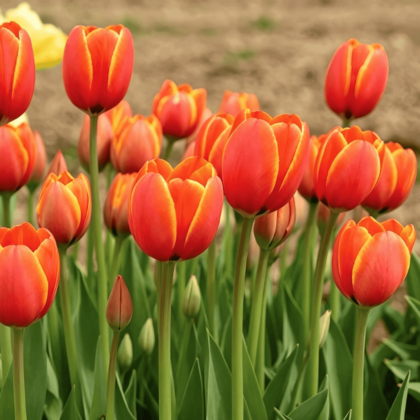 🌷Rijetko sjeme tulipana – šareni proljetni cvjetovi za lonce, obrube i vrtove-HR