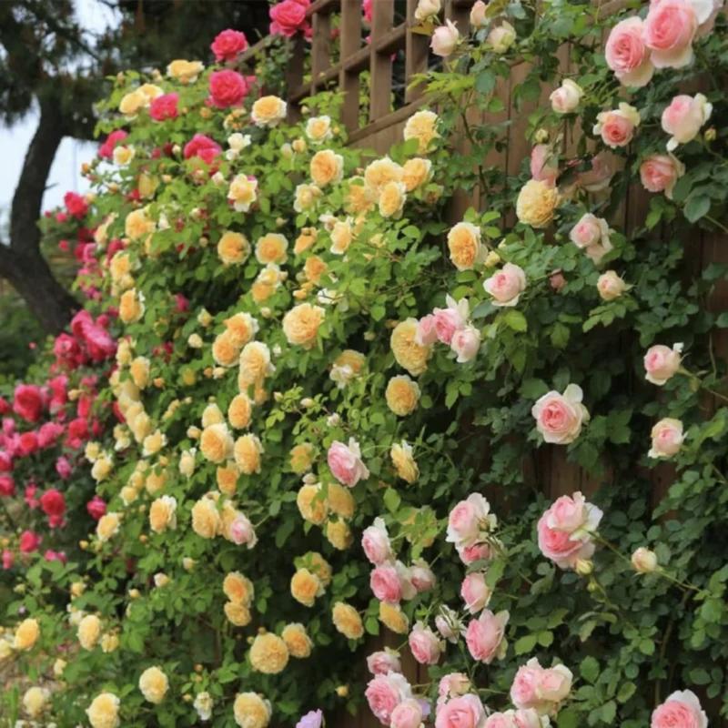 🌺 Roniroosi seemned-EE