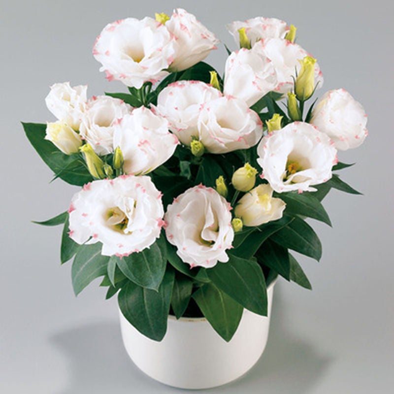 🔥Posljednji dan prodaje💝Eustoma Thornless Rose💐Sjemenke Lisianthusa-HR