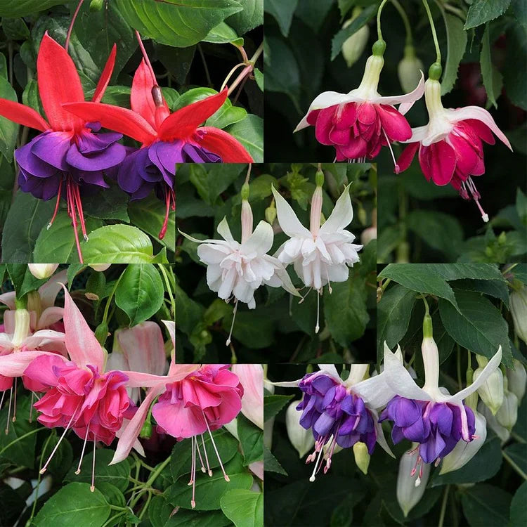 🌺Semillas de fucsia - Flor de linterna-ES