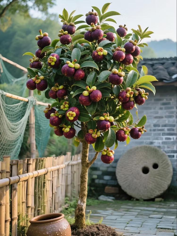 👑 Sadika drevesa mangostina Purple Crown – Gojite edinstvene vijolične plodove doma-SI