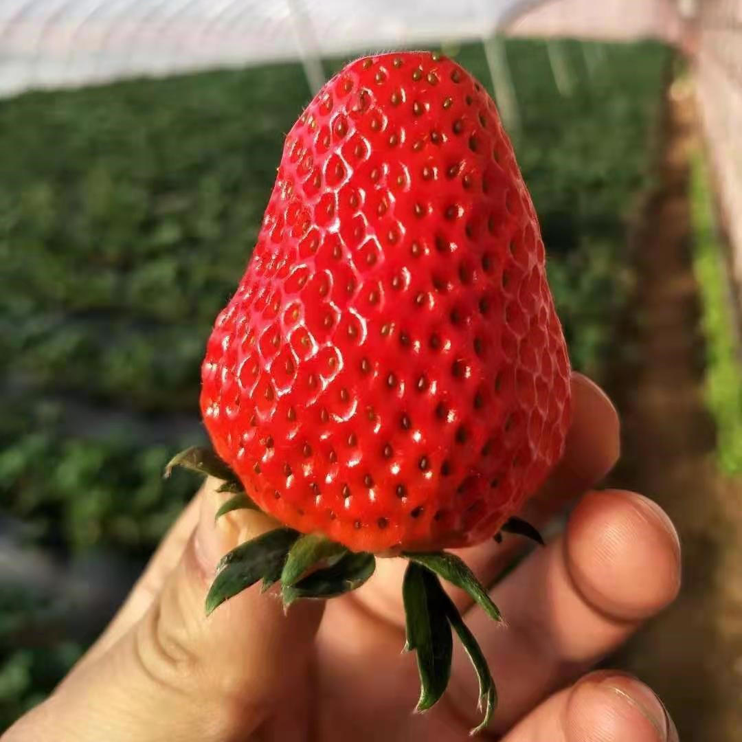 Semillas de fresa que producen todo el año-ES