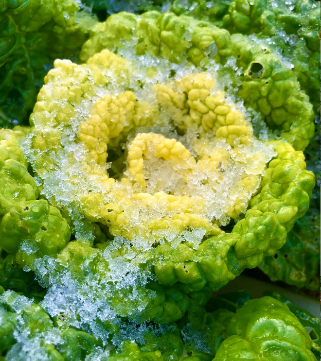 Σπόροι Brassica Narinosa (WuTat Choy)-GR