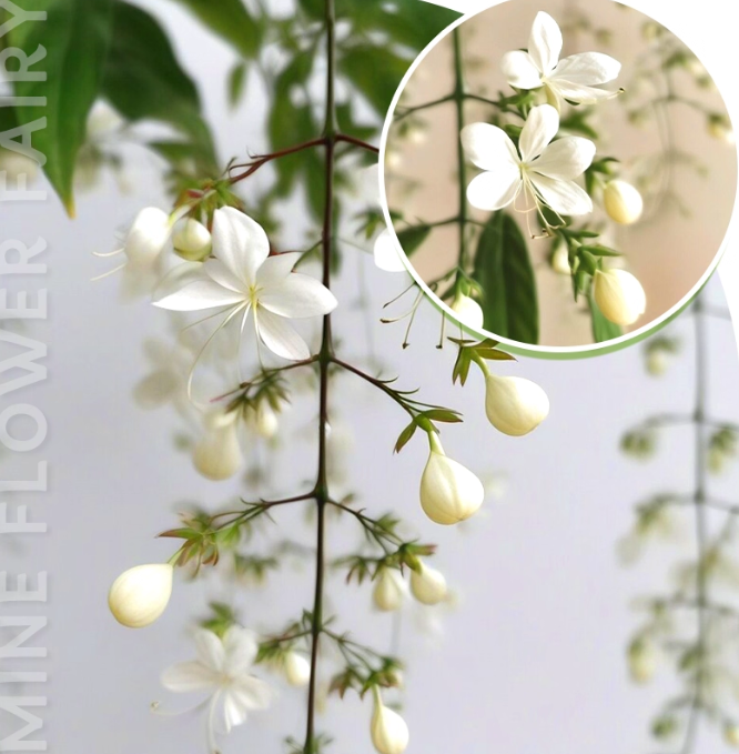 🌸Χειμερινό κρεμαστό γιασεμί – ένα ονειρεμένο φυτό εσωτερικού χώρου🌿❄️-GR
