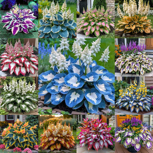 Hardy Beauty: Hosta gėlės, atsparios pavėsiui ir šalčiui-LT