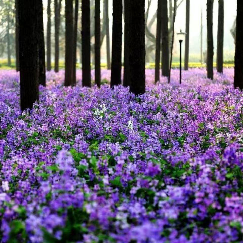 💜Vasario orchidėjų sėklos | „Infinity Purple Sea“-LT