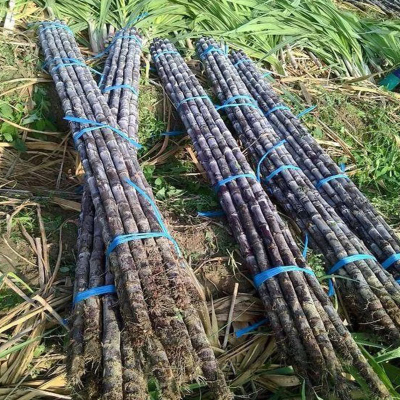 Semillas de caña de azúcar de alto rendimiento: fáciles de cultivar y sobrevivir, perfectas para plantar frutas en casa.-ES