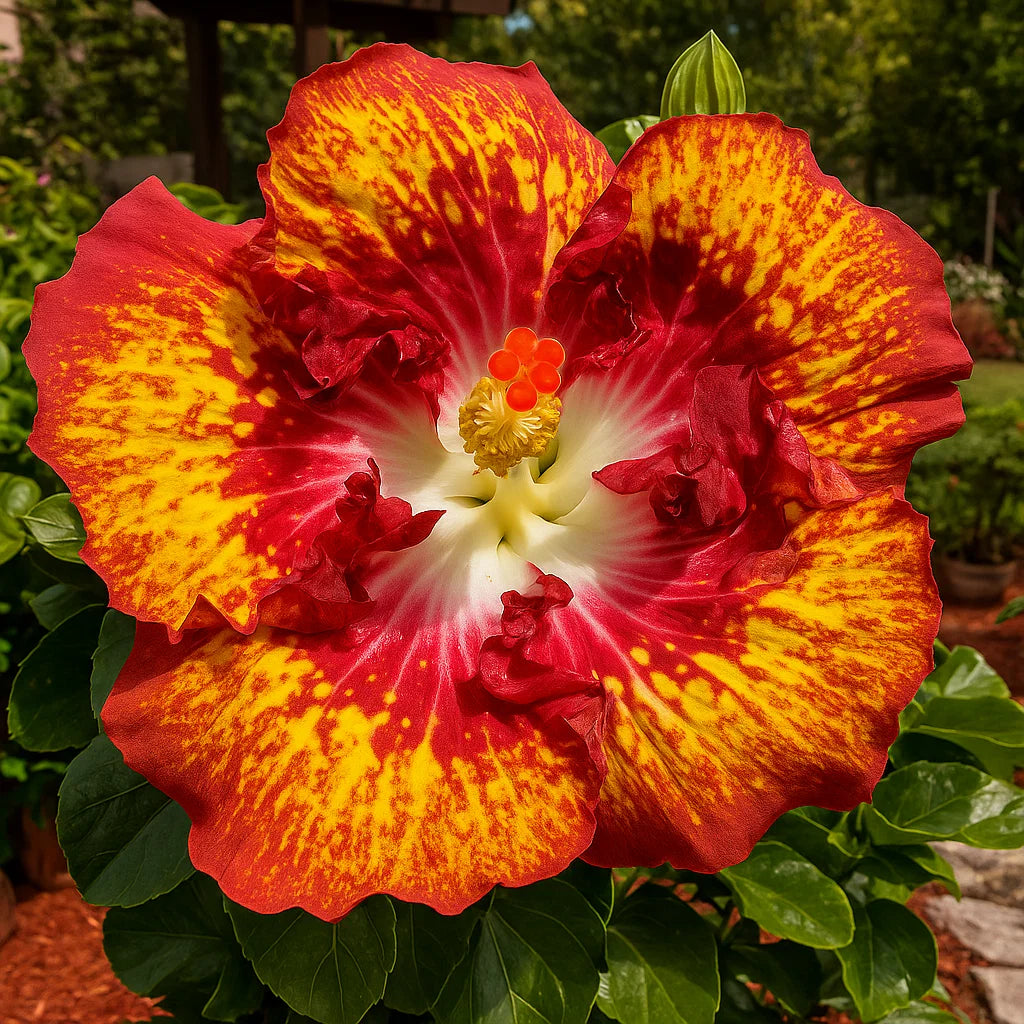 🔥 OFERTA CALIENTE - 50% DE DESCUENTO 🔥🌸 Semillas de Hibisco Doble - Fáciles de Cultivar 🌸-ES