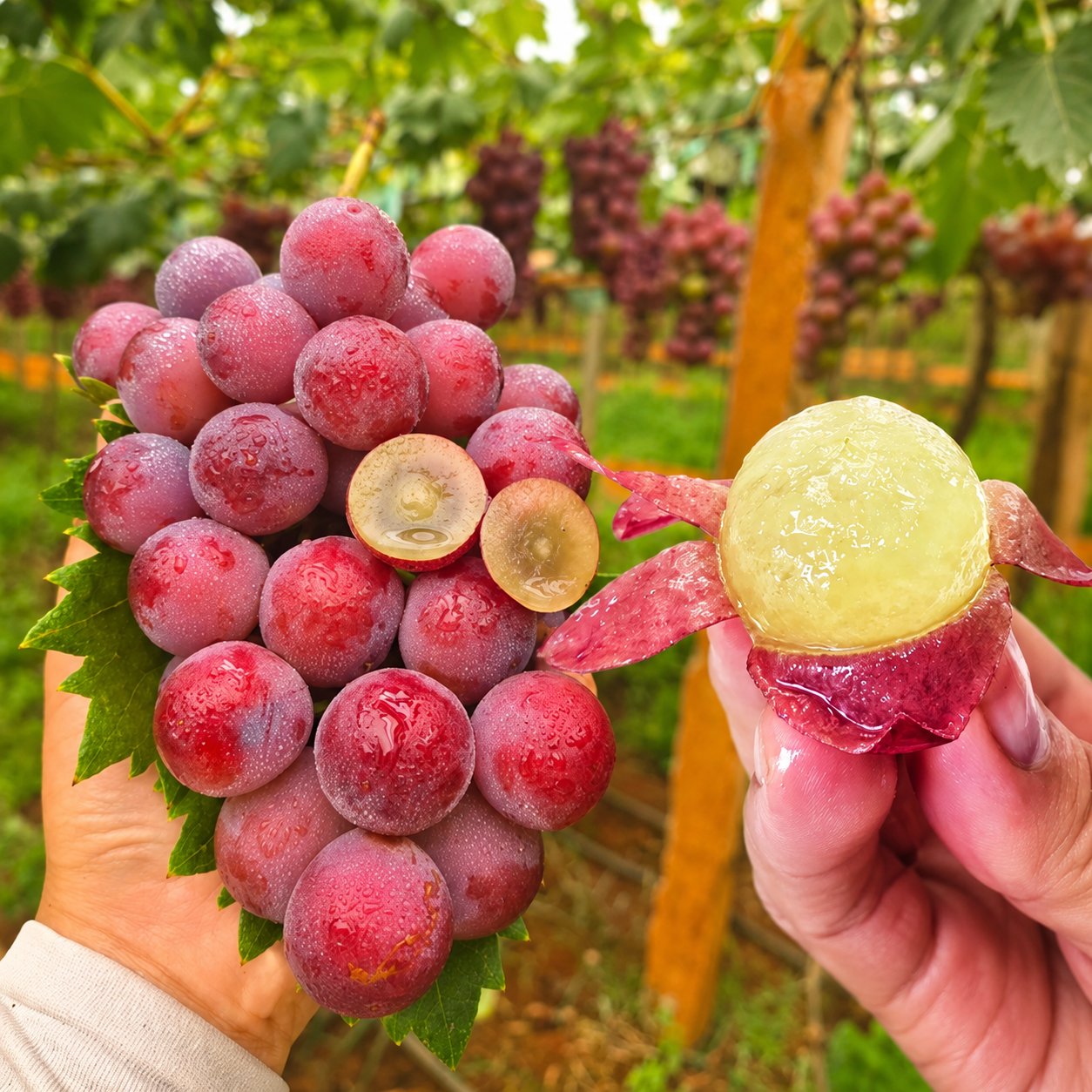 Nueva variedad limitada: semillas de uva Queen Nina para cosechas dulces y jugosas en el jardín 🍇-ES