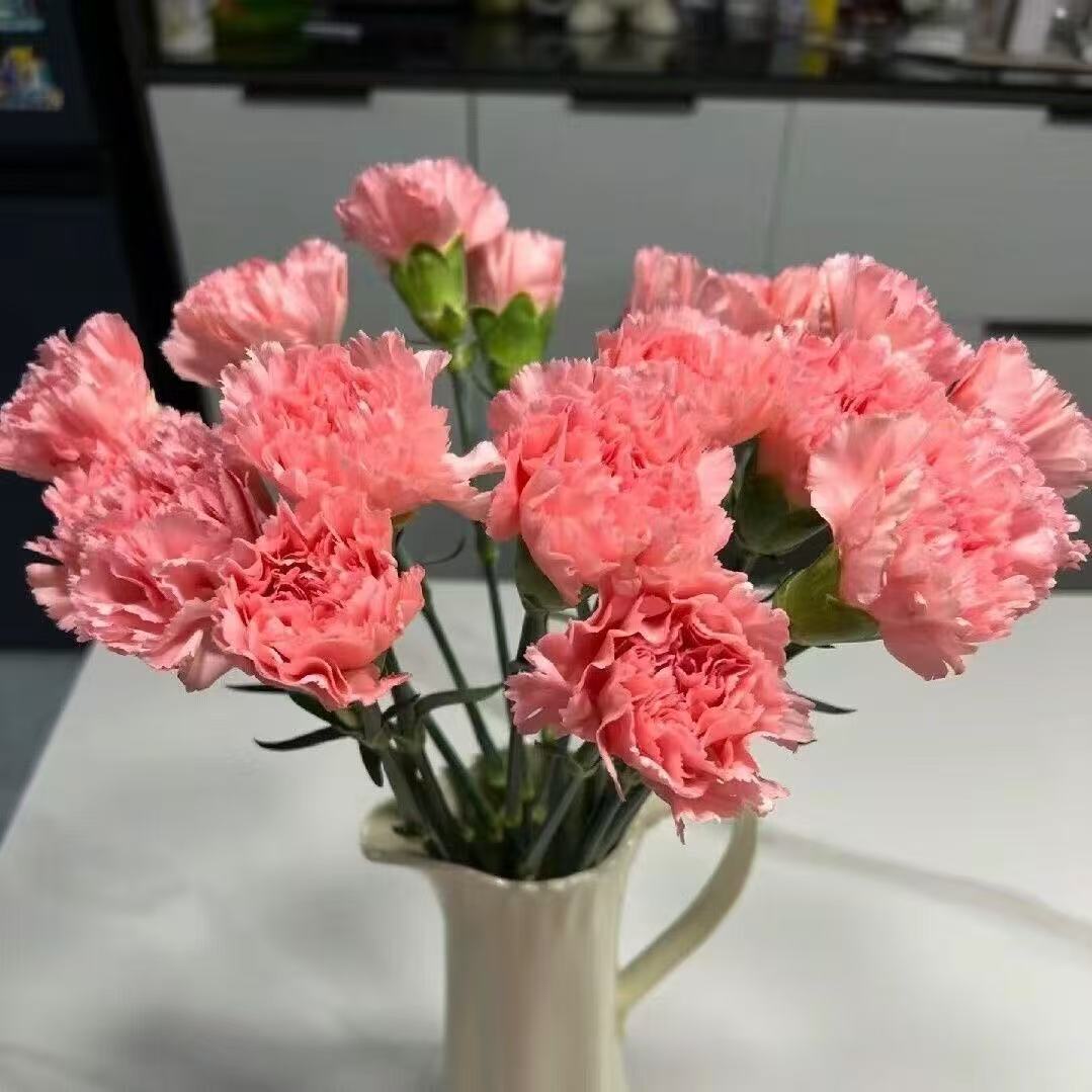 Mirisni vrtni šarm – Uzgojite klasične karanfile koji impresioniraju svako godišnje doba🌺-HR