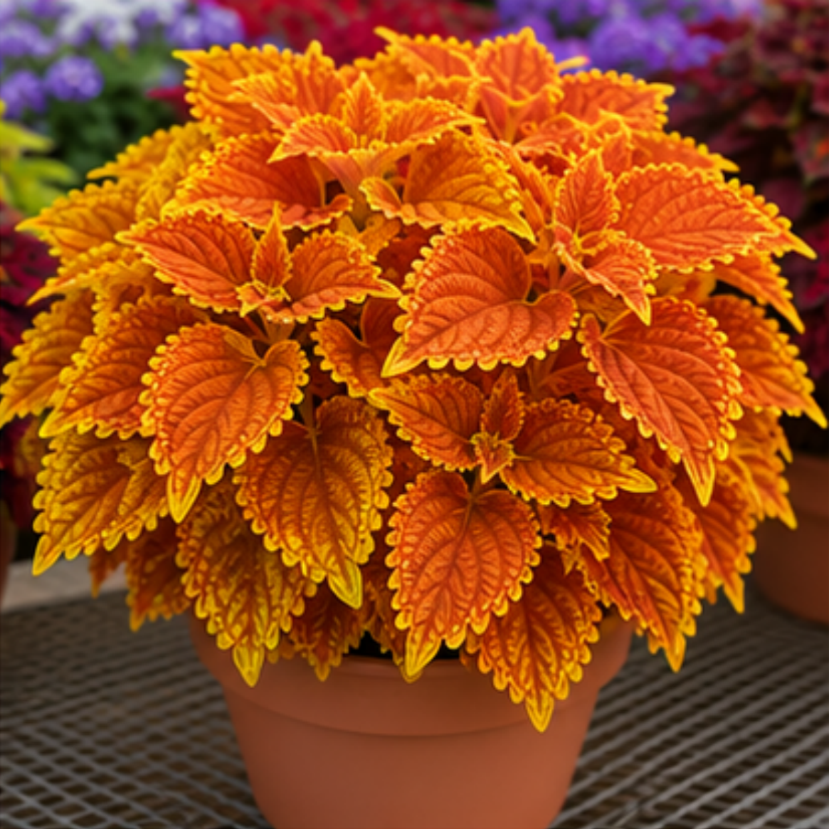 🌿Βολβοί Coleus🌷 – Γεμίστε τον κήπο σας με χρώμα🌈-GR