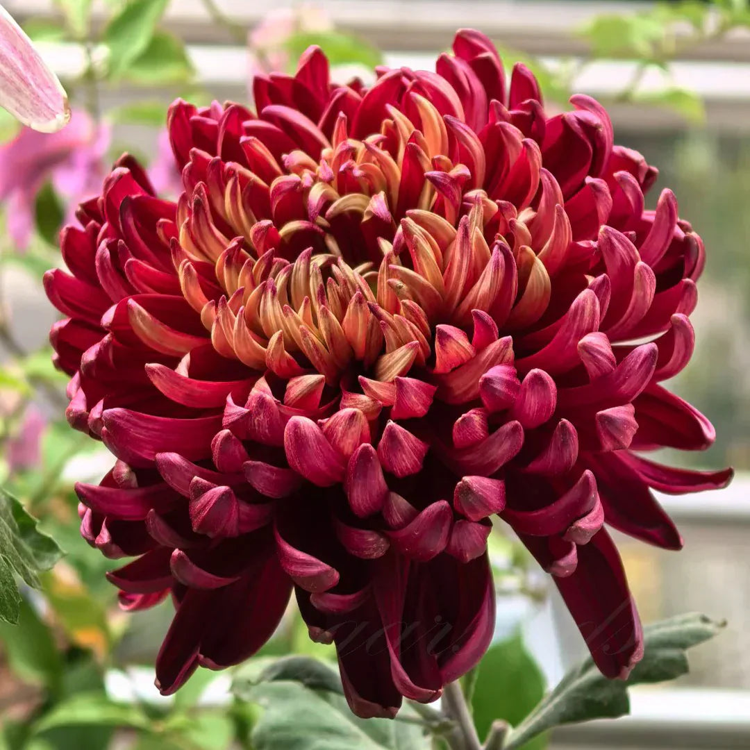 🌺Άνθος Κομψότητας🌼Σπόροι Γιγάντιου Χρυσάνθεμου-GR