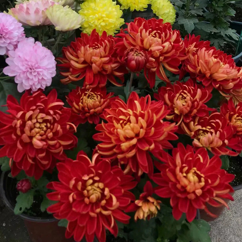 🌺Άνθος Κομψότητας🌼Σπόροι Γιγάντιου Χρυσάνθεμου-GR