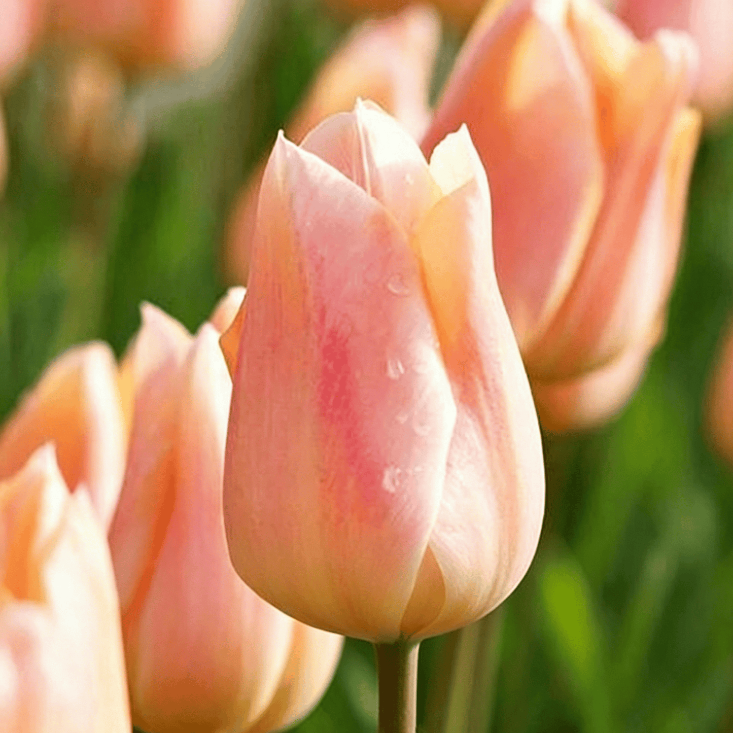 🌷Rijetko sjeme tulipana – šareni proljetni cvjetovi za lonce, obrube i vrtove-HR