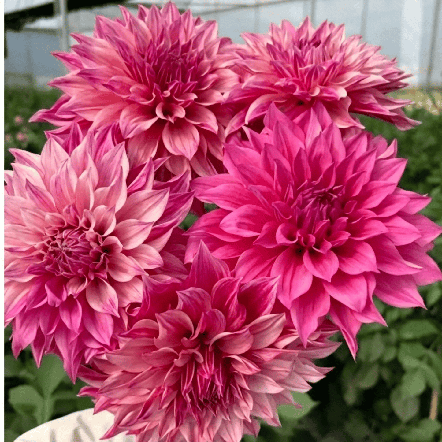 Semillas de dalias que deslumbran en el jardín: flores grandes y coloridas que acaparan todas las miradas.-ES