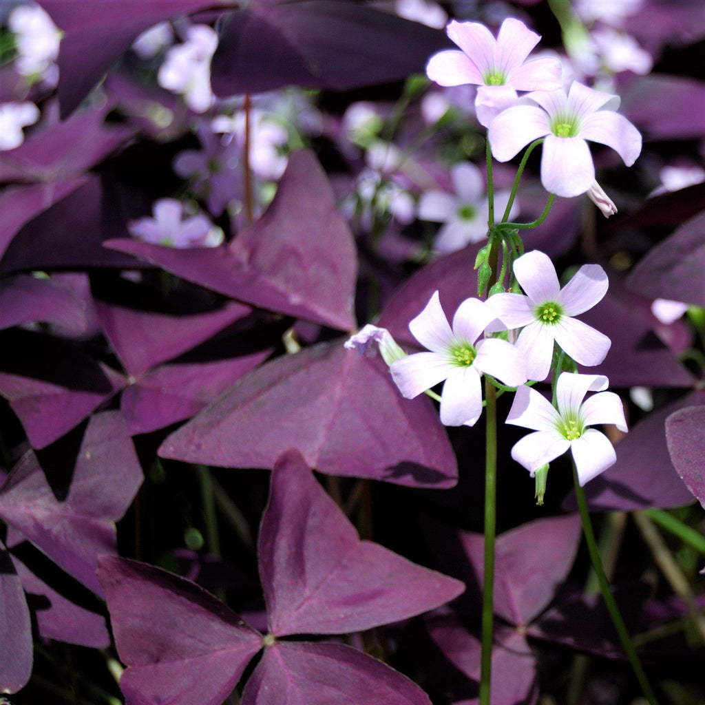 💜Violetinės sėkmės rūgštynių svogūnėliai-LT