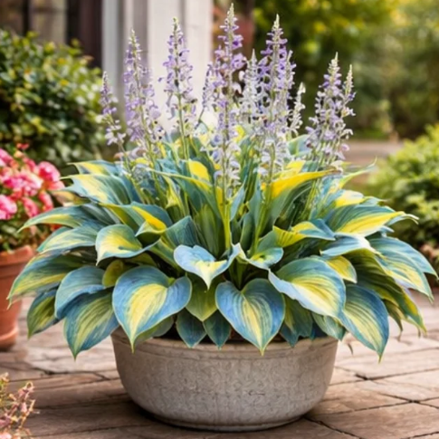 🌈 Βολβοί Hosta 🌿 Πολύχρωμοι, εύκολοι στην καλλιέργεια, θα φωτίσουν κάθε χώρο 🪴-GR