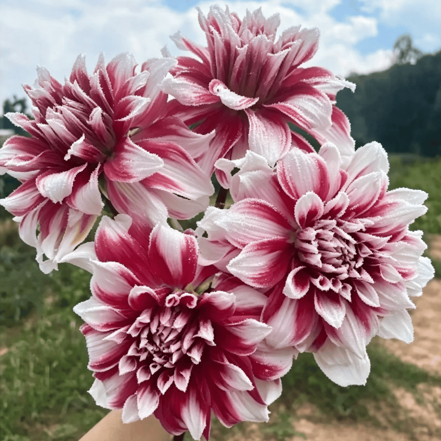 Semillas de dalias que deslumbran en el jardín: flores grandes y coloridas que acaparan todas las miradas.-ES
