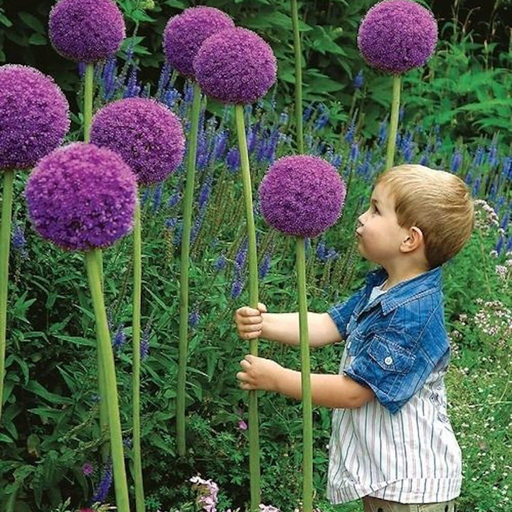 Okrasni cvet čebule (Allium Giganteum)-SI