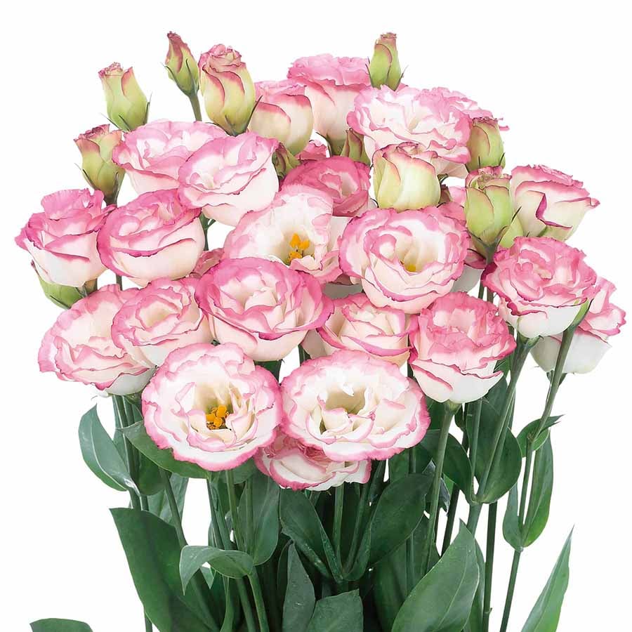 🔥Posljednji dan prodaje💝Eustoma Thornless Rose💐Sjemenke Lisianthusa-HR