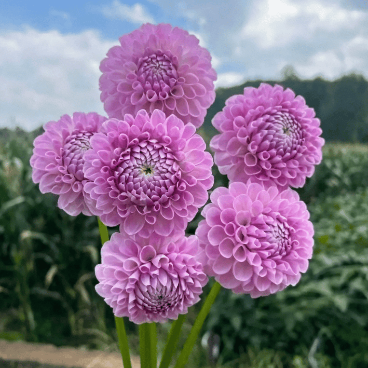 Semillas de dalias que deslumbran en el jardín: flores grandes y coloridas que acaparan todas las miradas.-ES