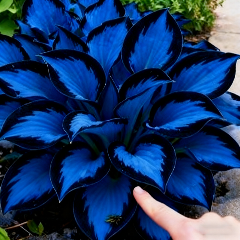 🌌💜 Limituoto leidimo „Purple Heart“ hosta – sodri, didinga lapija, tik čia!✨🌿-LT