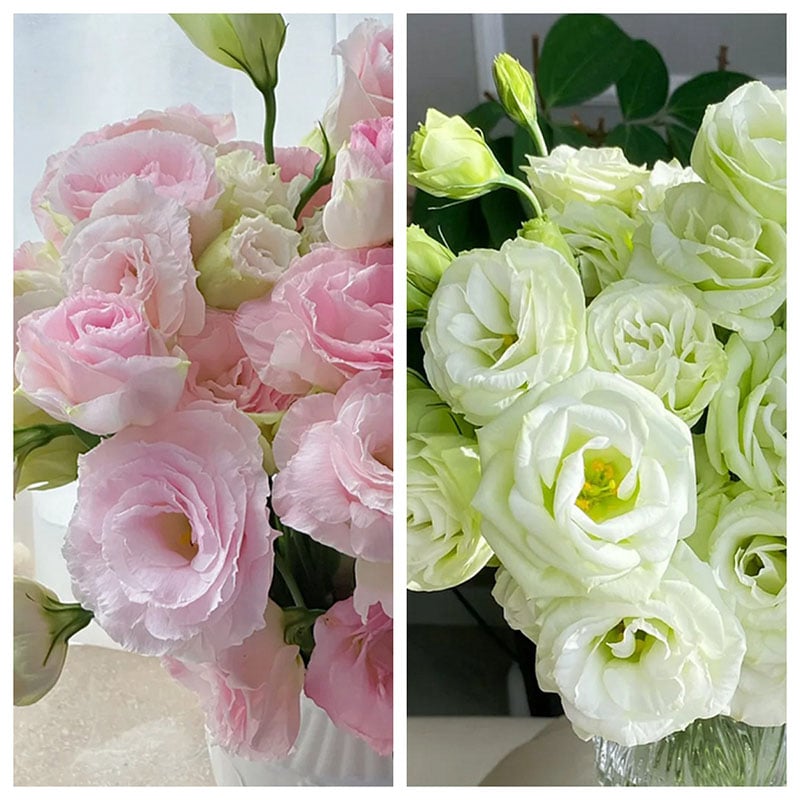 🔥Posljednji dan prodaje💝Eustoma Thornless Rose💐Sjemenke Lisianthusa-HR
