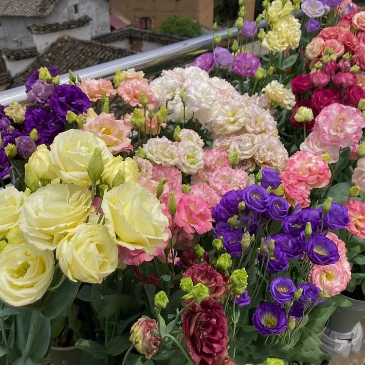 🔥Posljednji dan prodaje💝Eustoma Thornless Rose💐Sjemenke Lisianthusa-HR