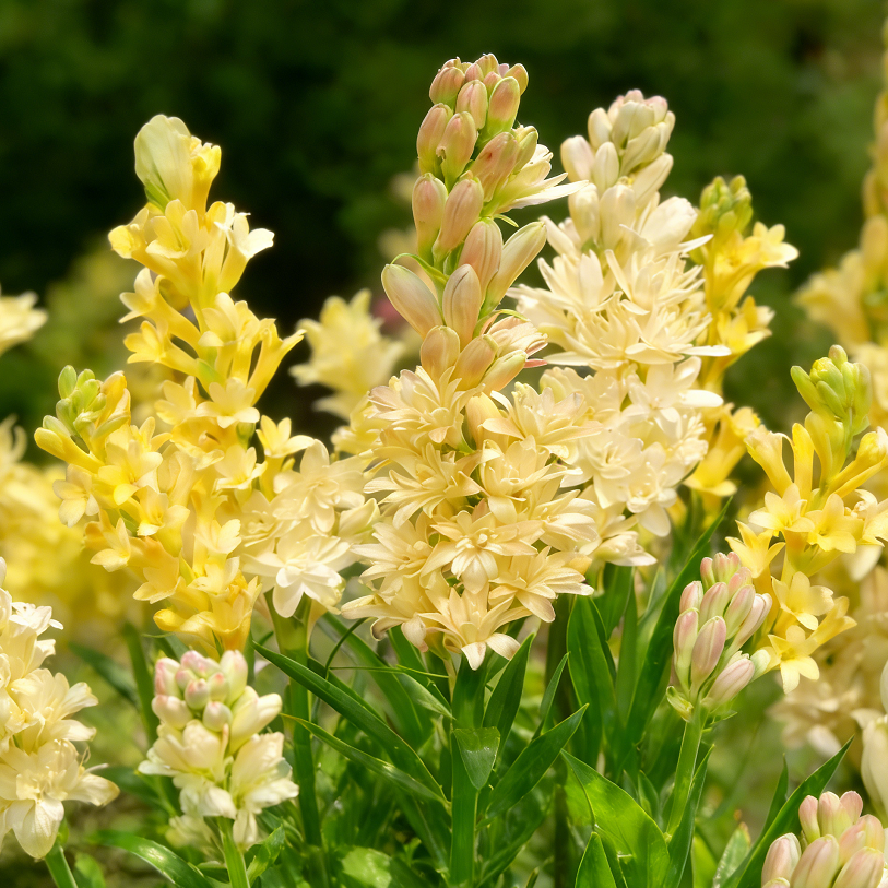 Bulbos de nardo de doble aroma – Moon Garden Flower-ES