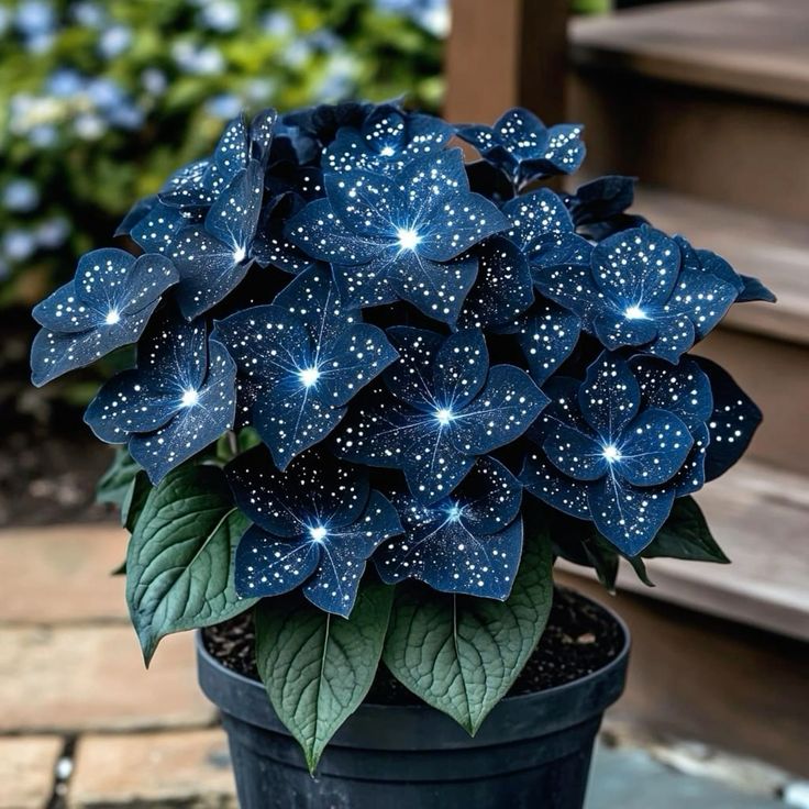 🌟Hosta Azul Noche-Añade un toque de color brillante a tu hogar!🌟-ES