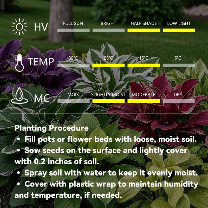 🌿 Σπάνιοι βολβοί Hosta🎁 Ειδική προσφορά 2025-GR