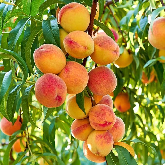 🍑Zelo sladka in sočna breskova semena-SI